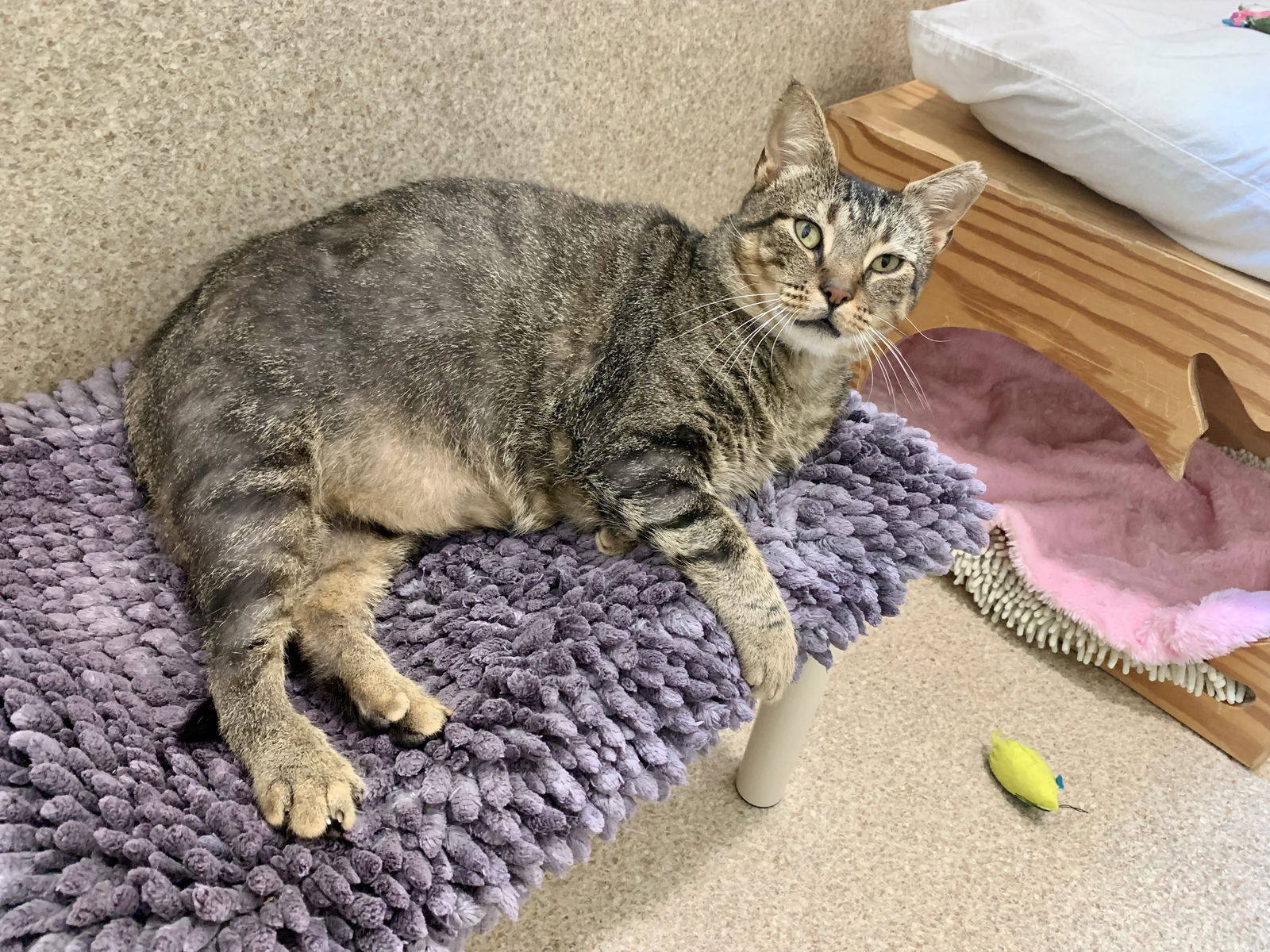 adoptable Cat in Mc Cormick, SC named Tiger