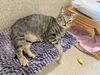 adoptable Cat in  named Tiger