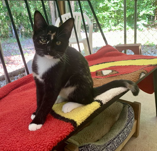 picture of the cat needing adoption