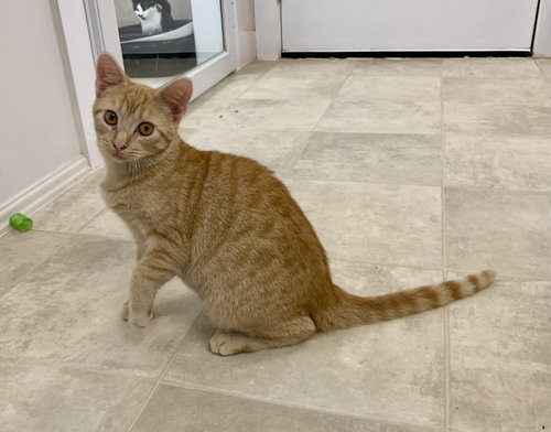 picture of the cat needing adoption