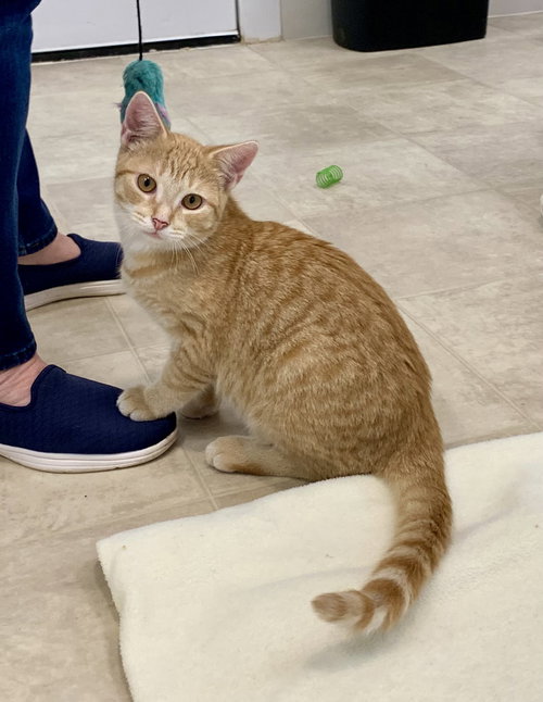 picture of the cat needing adoption