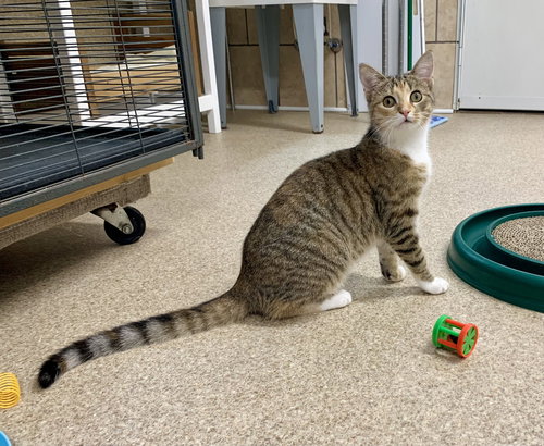 picture of the cat needing adoption