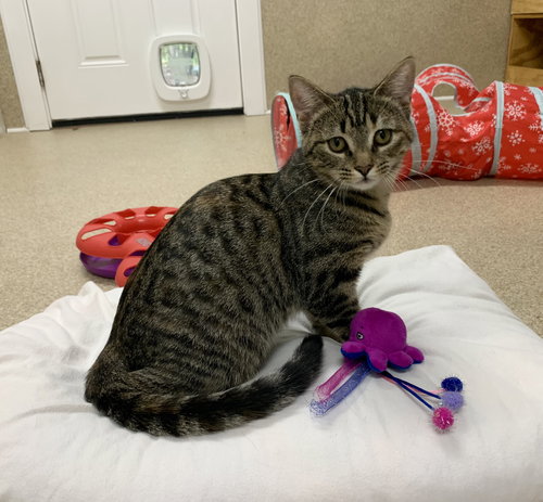 picture of the cat needing adoption