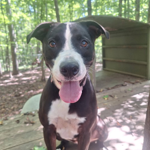 picture of the dog needing adoption