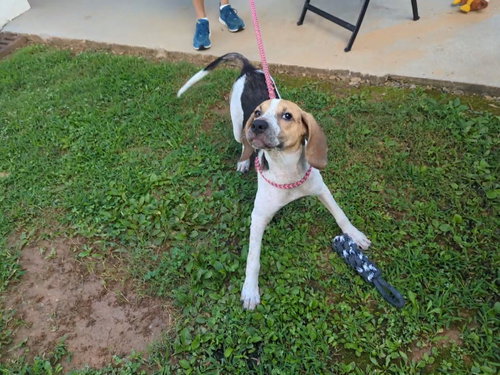 KENNEDY - Hound available for adoption