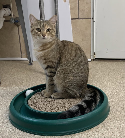 picture of the cat needing adoption