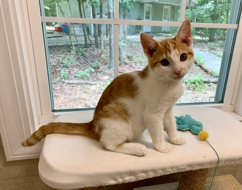 picture of the cat needing adoption