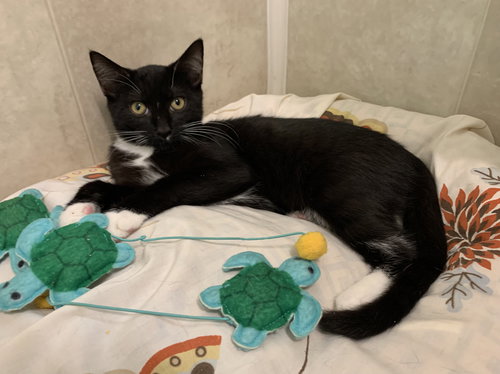 picture of the cat needing adoption