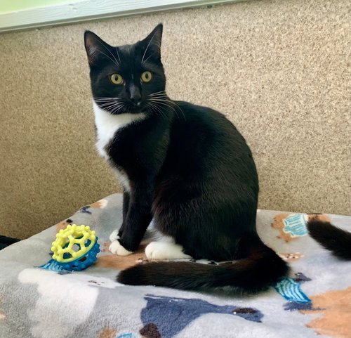 JASPER - Tuxedo / Domestic Short Hair available for adoption