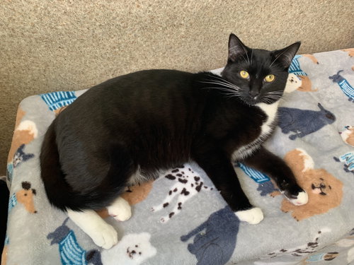 JASPER - Tuxedo / Domestic Short Hair available for adoption