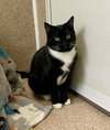 Jasper - Photo 4