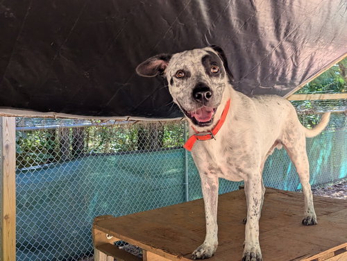 PATCH - Hound available for adoption