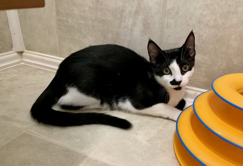 picture of the cat needing adoption