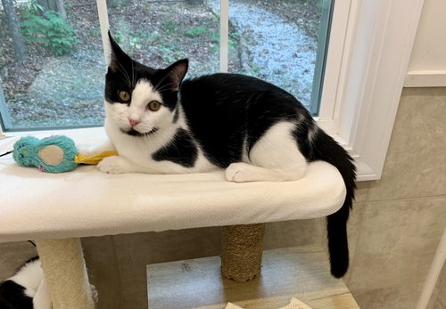 picture of the cat needing adoption