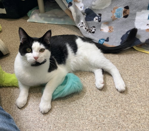IRA - Domestic Short Hair / Tuxedo available for adoption