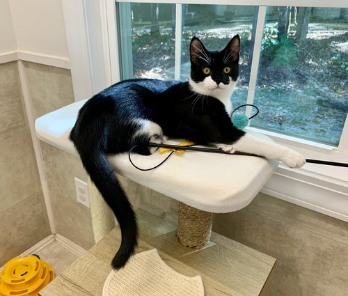 picture of the cat needing adoption