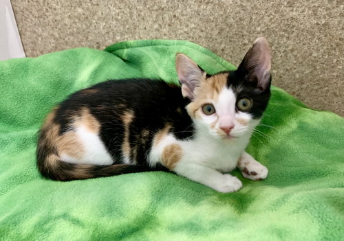 picture of the cat needing adoption