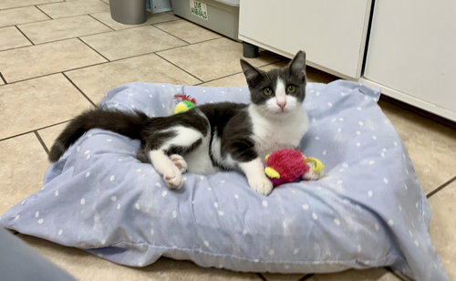 picture of the cat needing adoption