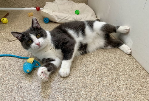 DANNY - Domestic Short Hair / Tuxedo available for adoption