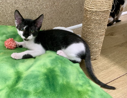 picture of the cat needing adoption