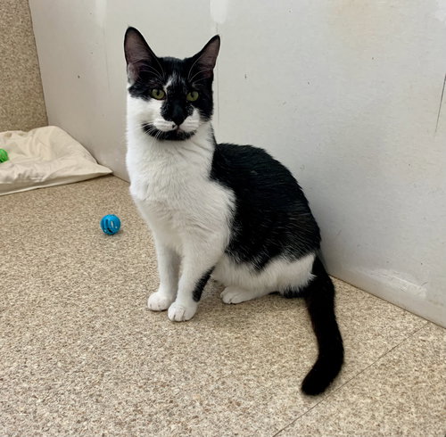 ISAAC - Domestic Short Hair / Tuxedo available for adoption