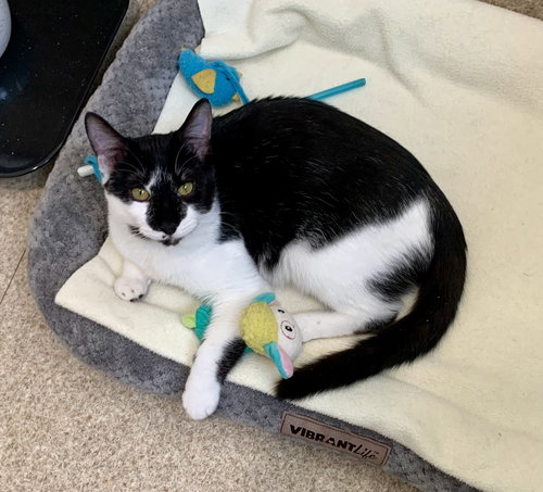 ISAAC - Domestic Short Hair / Tuxedo available for adoption
