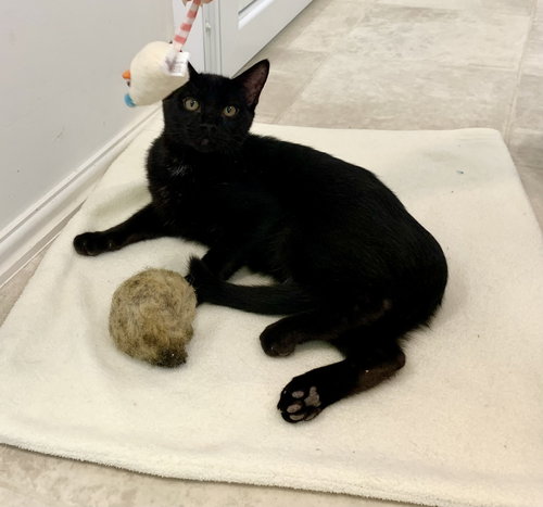 INKY - Domestic Short Hair available for adoption