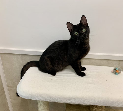picture of the cat needing adoption