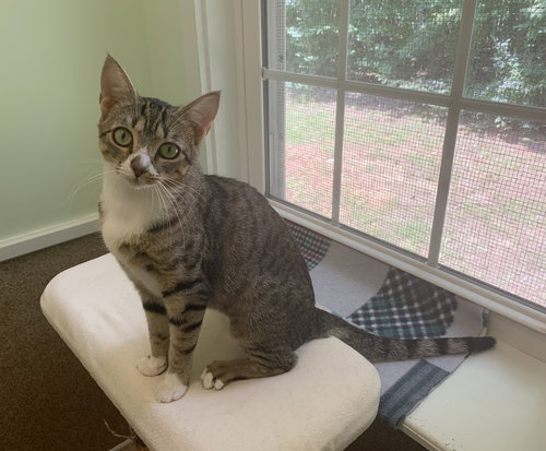 picture of the cat needing adoption