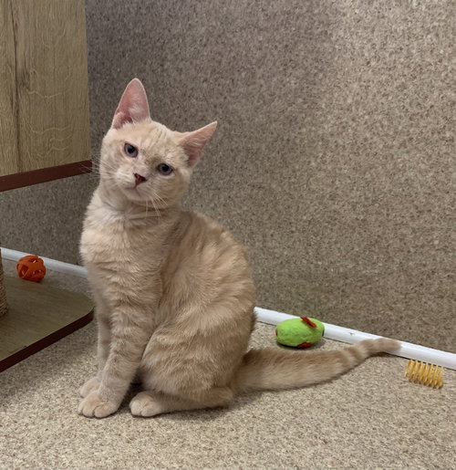 picture of the cat needing adoption