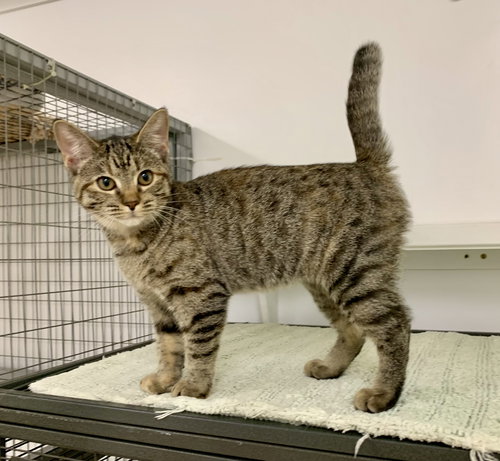picture of the cat needing adoption