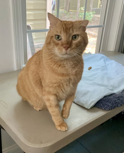 Leo, Adult Domestic Short Hair / Tabby (short coat), cat for adoption in Augusta-Richmond County, Georgia