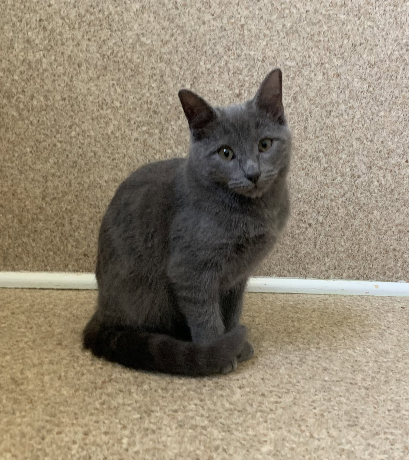 Nina Image