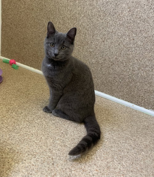 picture of the cat needing adoption