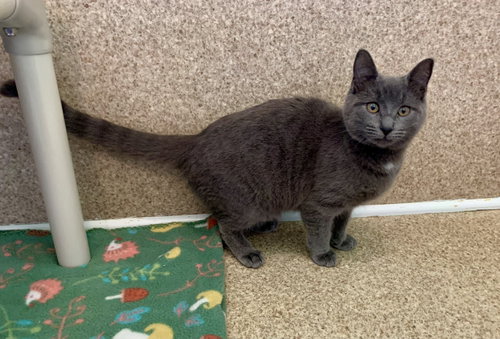 NIKKI - Domestic Short Hair available for adoption
