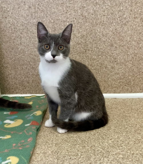 picture of the cat needing adoption