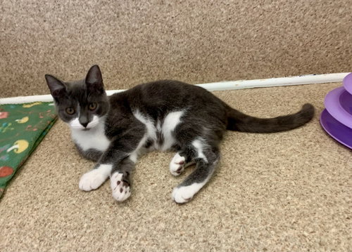 NELLY - Domestic Short Hair available for adoption