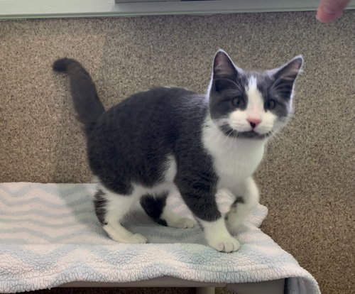 NUGGET - Domestic Short Hair available for adoption