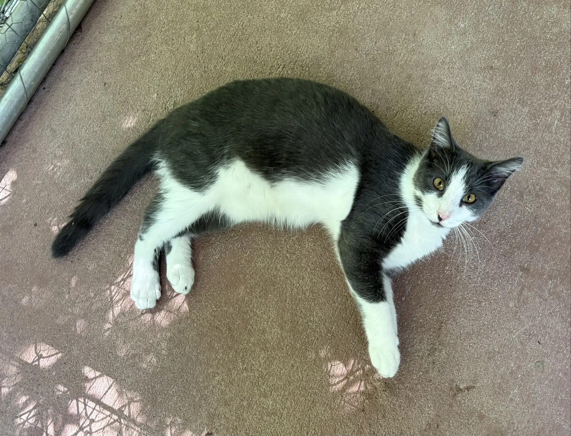 Nugget image 3