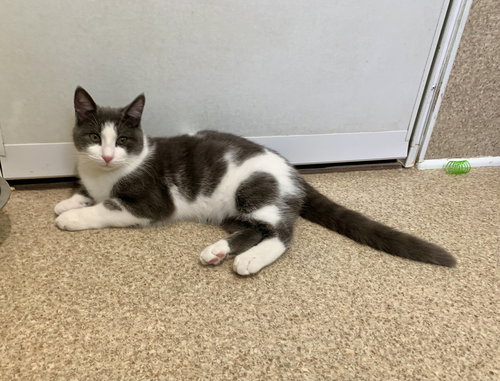 NIKO - Domestic Short Hair available for adoption