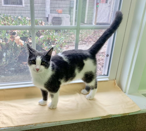 NIKO - Domestic Short Hair available for adoption