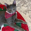 Lacey - Photo 1