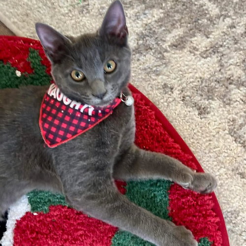 picture of the cat needing adoption