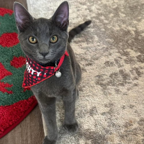 LACEY - Domestic Short Hair available for adoption
