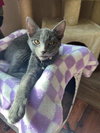 Lacey - Photo 3