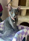 Lacey - Photo 4