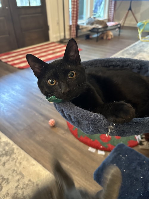 CAGNEY - Domestic Short Hair available for adoption