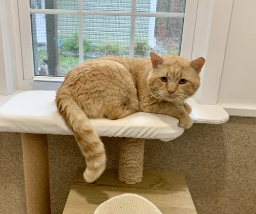 BO - Domestic Short Hair / Tabby available for adoption