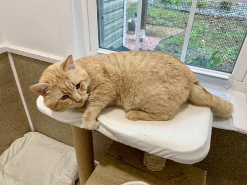 BO - Domestic Short Hair / Tabby available for adoption
