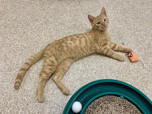 ODEM - Tabby / Domestic Short Hair available for adoption